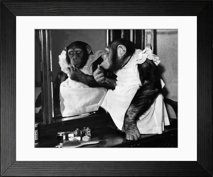 Framed Print : Midge, a five-year-old tame chimpanzee is up to some mischief on her mistresses dressing Framed Print : Midge, a five-year-old tame chimpanzee is up to some mischief on her mistresses dressing