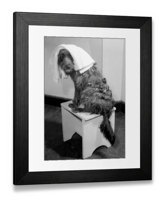 Framed Print : Judy a one year old mongrel went to Andre Bernards hairdressing salon in Liverpool