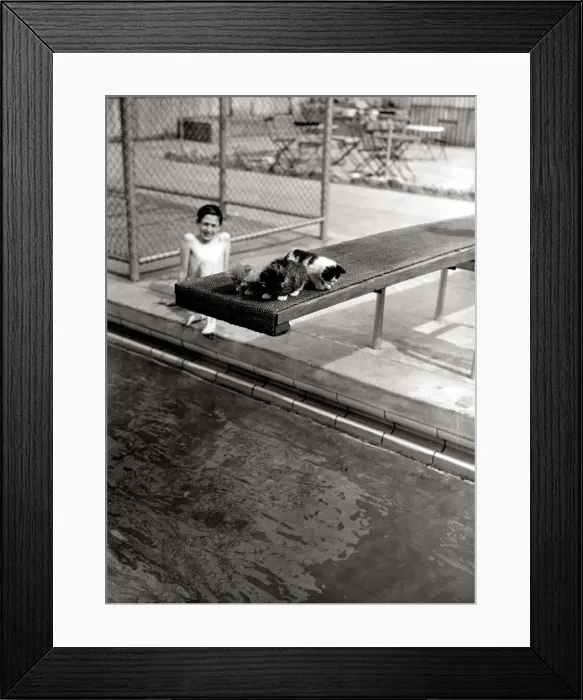 Framed Print : A Kitten sleeping on a diving board at Oasis swimming pool on diving board May 1951 Framed Print : A Kitten sleeping on a diving board at Oasis swimming pool on diving board May 1951