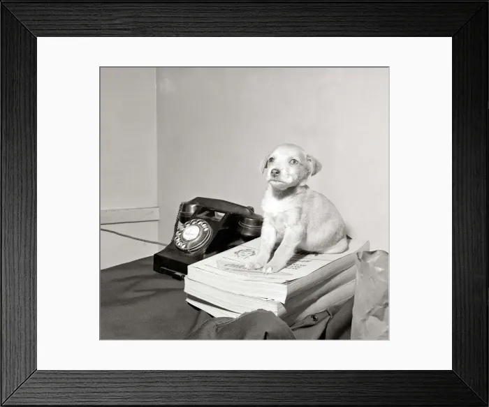 Framed Print : Puppy found in phone box Sitting on telephone directory yellow pages