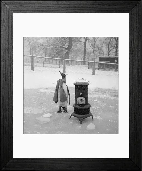 Framed Print : Freezing cold out here! Charlie the pet penguin keeps warm at Glasgow Zoo with a Framed Print : Freezing cold out here! Charlie the pet penguin keeps warm at Glasgow Zoo with a