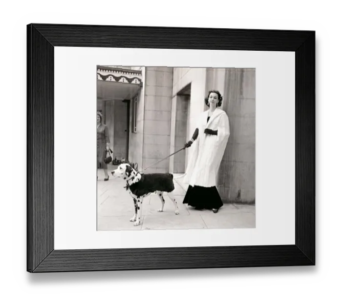 Framed Print : Fur coats for dogs - Dalmation dog and owner wearing fur coats September 1957 Framed Print : Fur coats for dogs - Dalmation dog and owner wearing fur coats September 1957