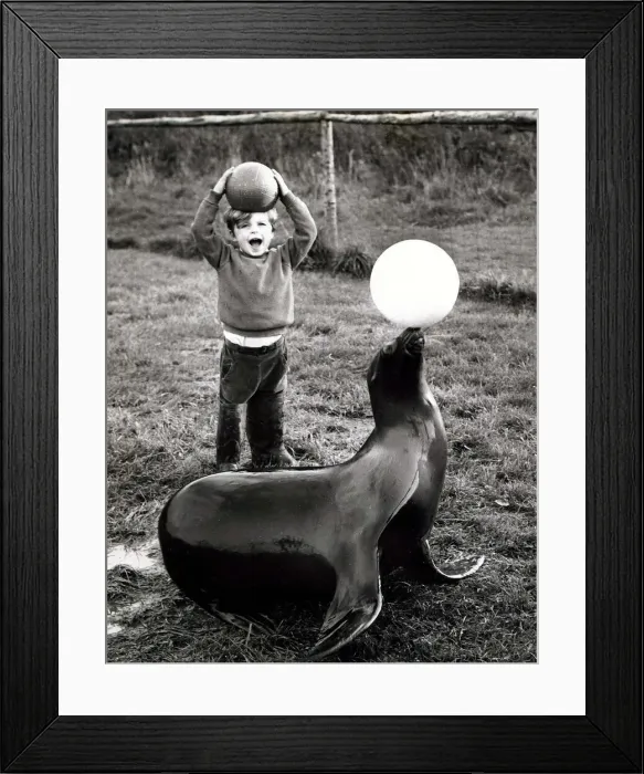 Framed Print : Four year old Bruce, son of a sea-lion trainer putting a seal through training exercises Framed Print : Four year old Bruce, son of a sea-lion trainer putting a seal through training exercises