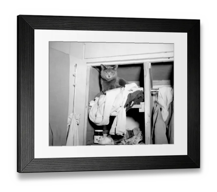 Framed Print : A Black cat sitting on top of a pile of clothes after pulling them out of the wardrobe Framed Print : A Black cat sitting on top of a pile of clothes after pulling them out of the wardrobe