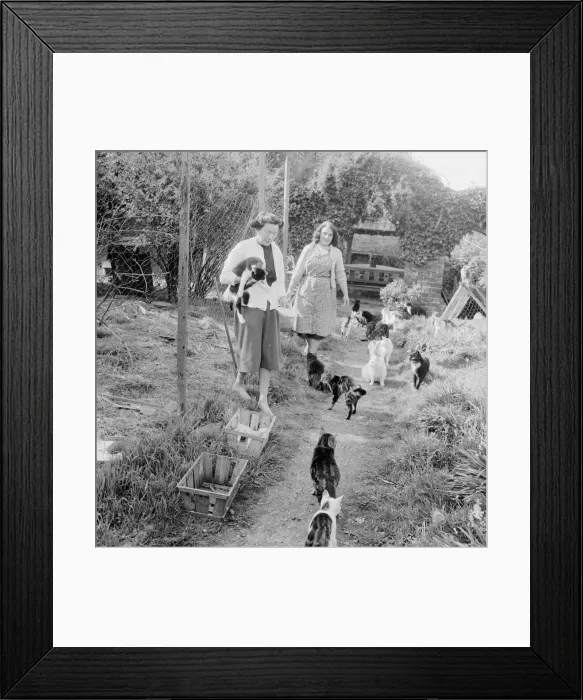 Framed Print : Cat home Animal friends May 1962 1960s Framed Print : Cat home Animal friends May 1962 1960s