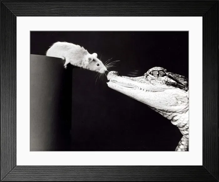 Framed Print : Ernest the Mississippi alligator with his friend Mickey the mouse at Calderpark Zoo Framed Print : Ernest the Mississippi alligator with his friend Mickey the mouse at Calderpark Zoo