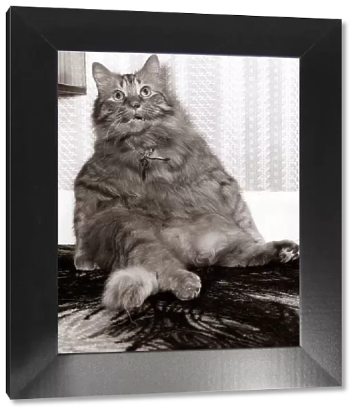 Shandy the fat cat - October 1979 sitting upright like a human