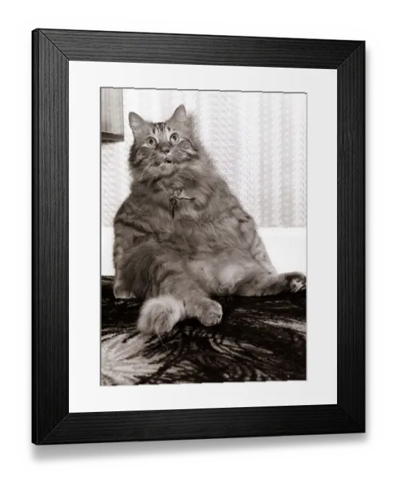 Framed Print : Shandy the fat cat - October 1979 sitting upright like a human
