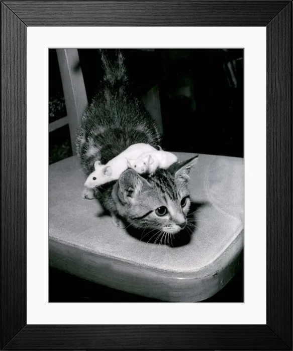 Framed Print : A kitten playing with pet mice at a pet shop in Southsea in Hampshire August 1967 Framed Print : A kitten playing with pet mice at a pet shop in Southsea in Hampshire August 1967