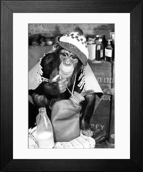 Framed Print : Minnie, the four-year-old chimpanzee at Chessington Zoo Framed Print : Minnie, the four-year-old chimpanzee at Chessington Zoo
