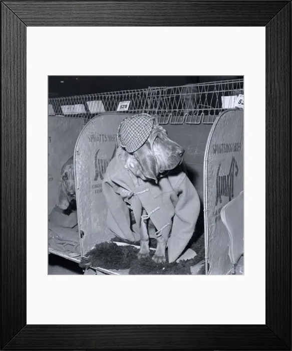 Framed Print : Rosie the bloodhound at the 1964 crufts dog show wearing a duffel coat Framed Print : Rosie the bloodhound at the 1964 crufts dog show wearing a duffel coat