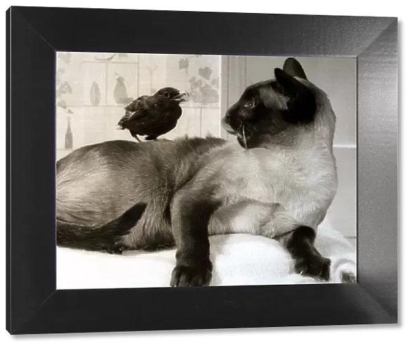 A Siamese cat and blackbird living together in harmony March 1969 1