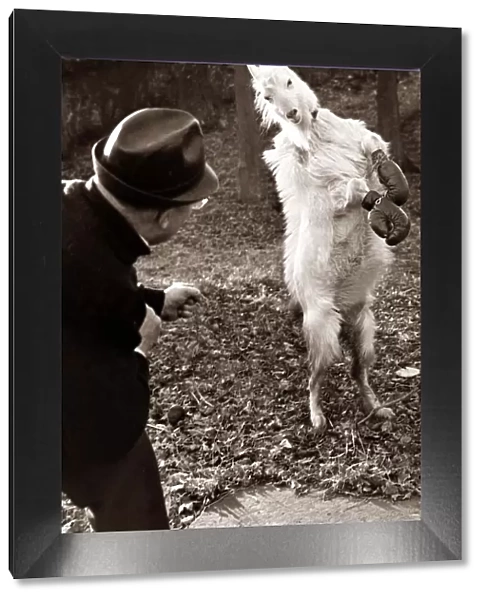 Boxing Dog wearing gloves and standing on his hind legs as a man looks