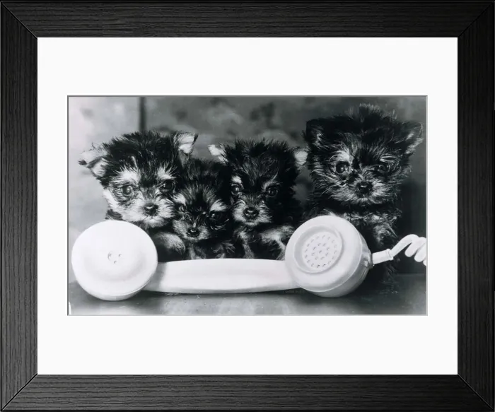 Framed Print : Animals Dogs Yorkshire Terrier Puppies Dogs cute puppies by a telephone reciever Framed Print : Animals Dogs Yorkshire Terrier Puppies Dogs cute puppies by a telephone reciever
