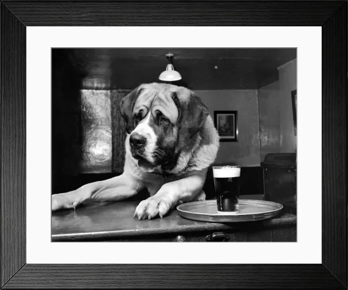 Framed Print : Bryan the St Bernard Dog enjoys a pint February 1956 Framed Print : Bryan the St Bernard Dog enjoys a pint February 1956