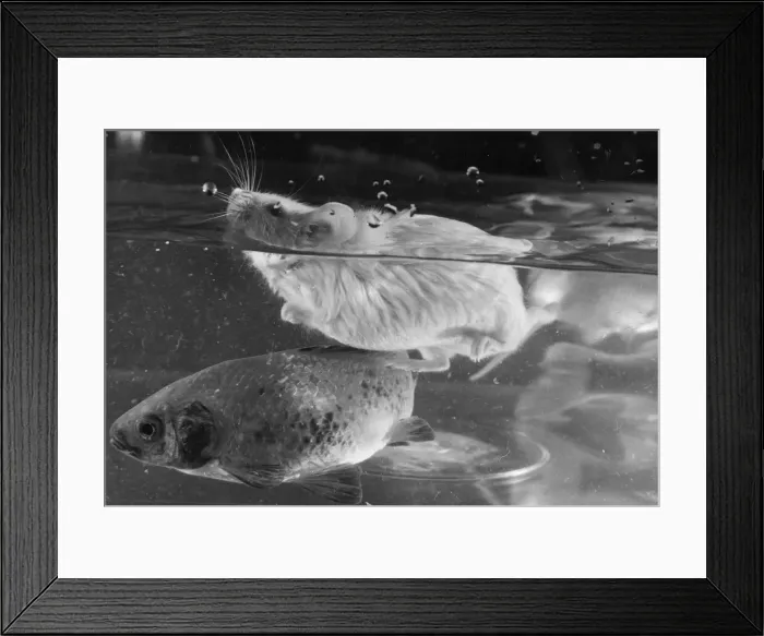 Framed Print : Animals Rodents Mice A mouse called Bobby McGregor who has a liking for swimming Framed Print : Animals Rodents Mice A mouse called Bobby McGregor who has a liking for swimming