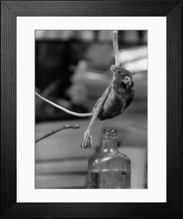 Framed Print : Animals Vermin Fieldmouse Mice A mouse climbs down a rope to put it Framed Print : Animals Vermin Fieldmouse Mice A mouse climbs down a rope to put it
