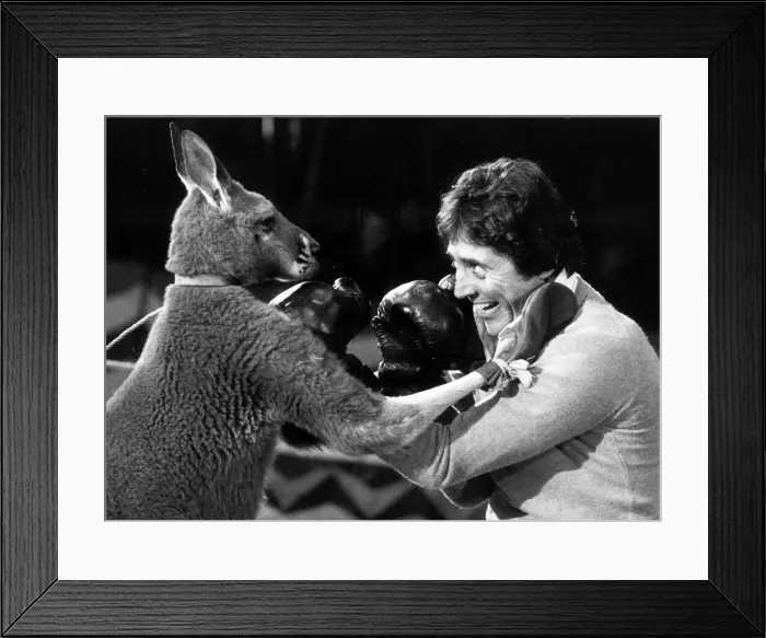 Framed Print : Animals Marsupals Kangaroo Sacha Distel Singer and Entertainer Sacha Distel takes