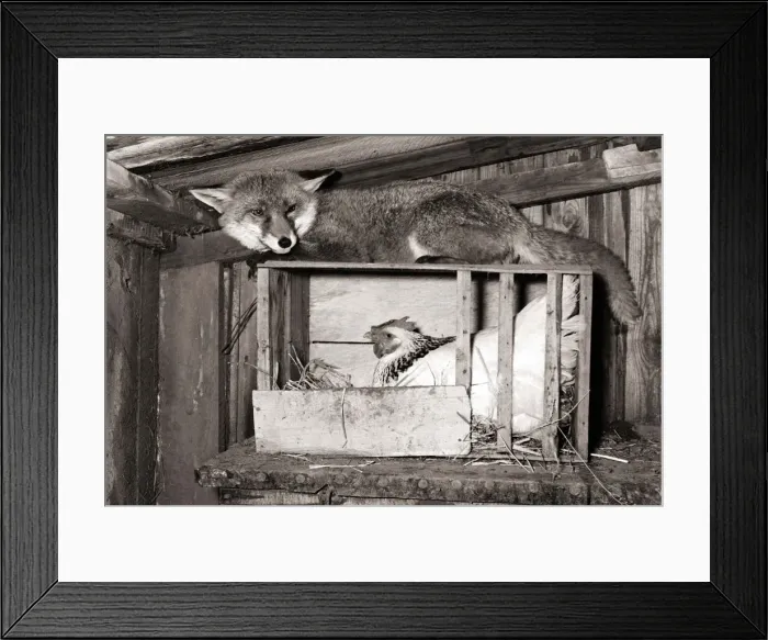Framed Print : A fox keeps guard of a chicken my sitting on top of her roosting box circa 1976 Framed Print : A fox keeps guard of a chicken my sitting on top of her roosting box circa 1976