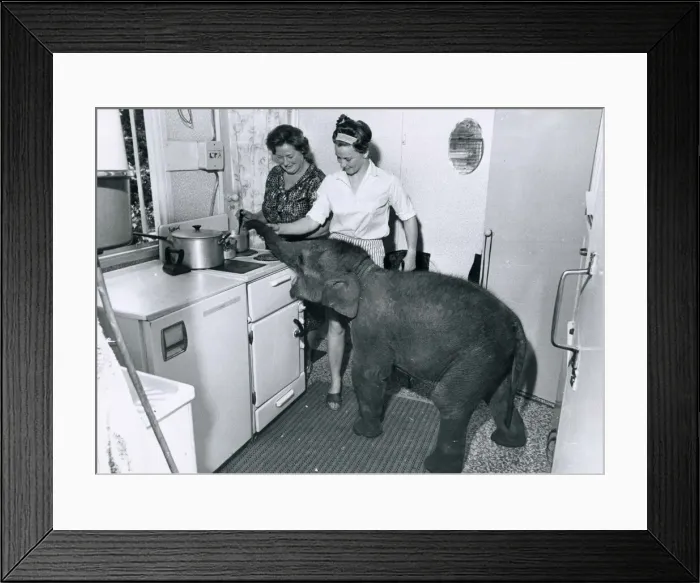Framed Print : The smallest Elephant in the world to be in captivity - just 30 inches high - has arrived Framed Print : The smallest Elephant in the world to be in captivity - just 30 inches high - has arrived