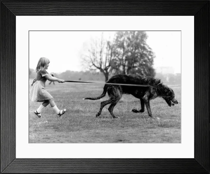 Framed Print : Animals Dogs Irish Wolfhound Billie Jo Hibberd (5 Framed Print : Animals Dogs Irish Wolfhound Billie Jo Hibberd (5