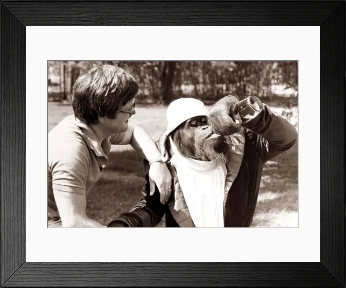Framed Print : Chimpanzee wearing a mans jacket, jumper and hat drinking from a bottle - when his