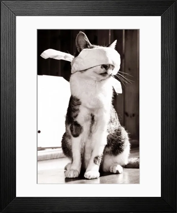 Framed Print : Purr the Tabby Cat - August 1983 Purr is a star after winning a top award Framed Print : Purr the Tabby Cat - August 1983 Purr is a star after winning a top award