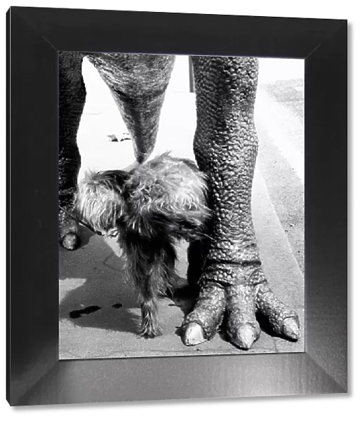 Irish wolfhound dog urinates on the leg of a full scale model of the dinosaur