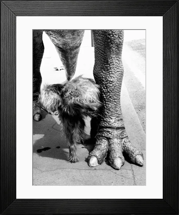 Framed Print : Irish wolfhound dog urinates on the leg of a full scale model of the dinosaur Framed Print : Irish wolfhound dog urinates on the leg of a full scale model of the dinosaur