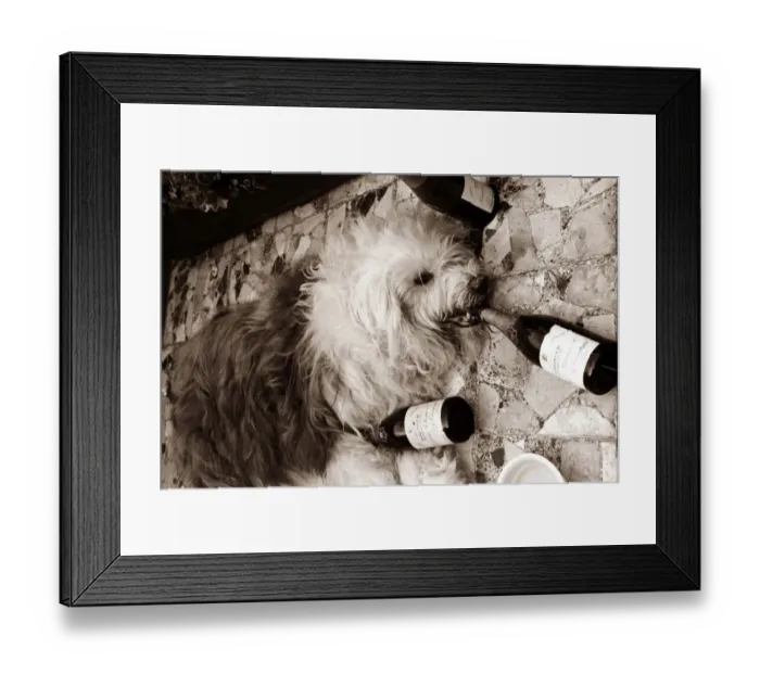 Framed Print : Overdoing it - this old english sheepdog hits the bottle hard Framed Print : Overdoing it - this old english sheepdog hits the bottle hard