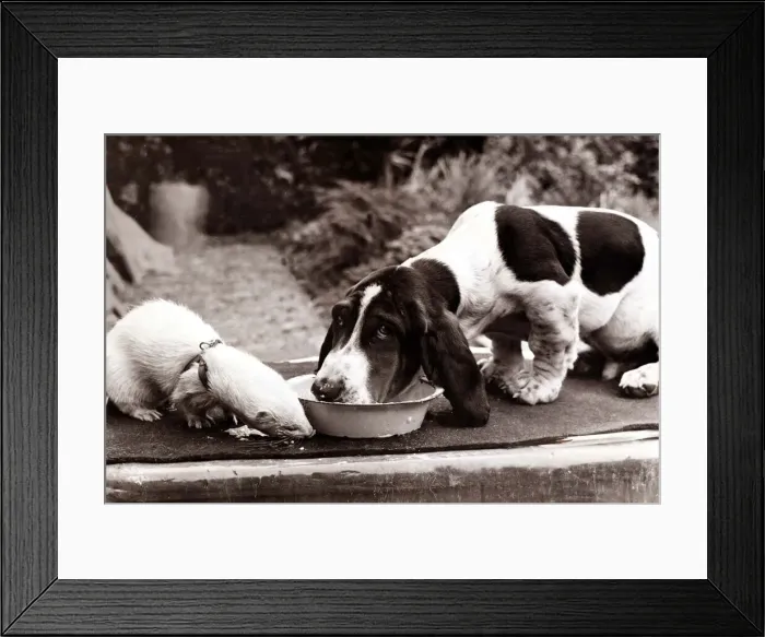 Framed Print : a ferret and a dog share a meal out of a bowl. The dog does not seem to want to share
