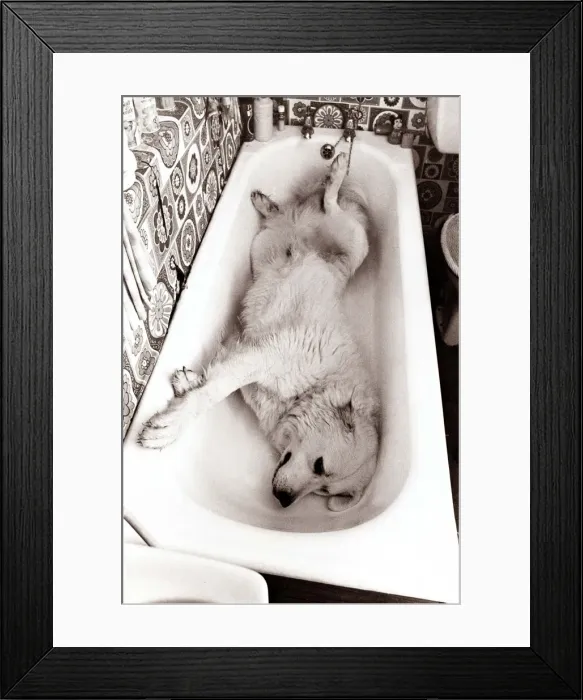 Framed Print : Dog lying in the bath Framed Print : Dog lying in the bath