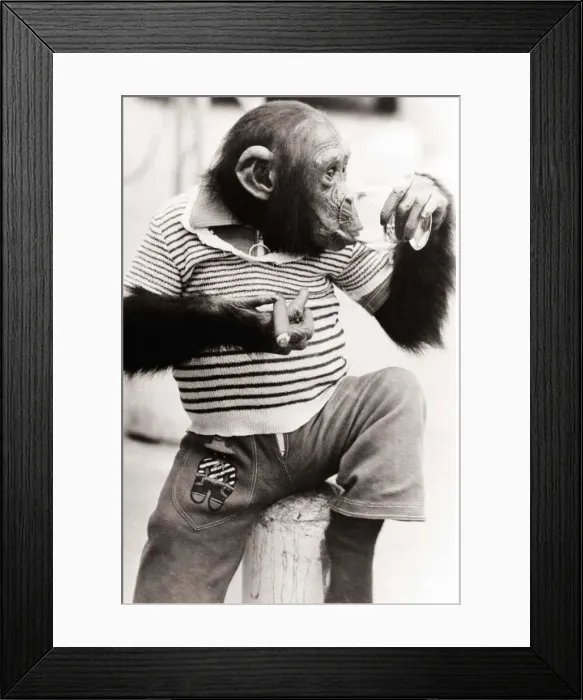 Framed Print : Smoking and drinking two of the vices this young chimpanzee has fallen into working as a Framed Print : Smoking and drinking two of the vices this young chimpanzee has fallen into working as a