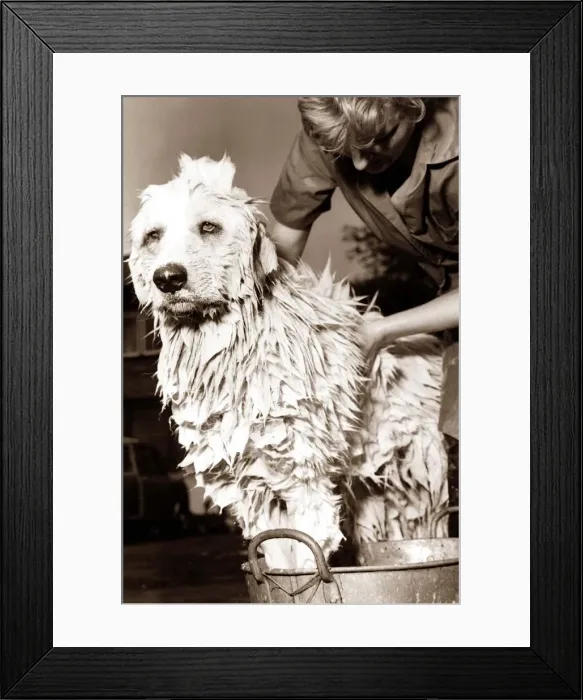 Framed Print : A dog looking unimpressed as he has a bath Framed Print : A dog looking unimpressed as he has a bath