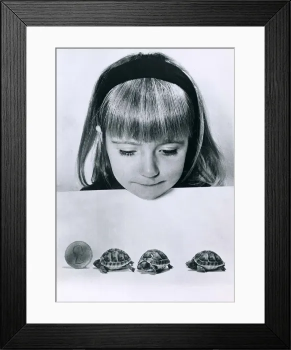 Framed Print : Three baby Tortoises each weighing half an ounce each walk across the table in front of Framed Print : Three baby Tortoises each weighing half an ounce each walk across the table in front of