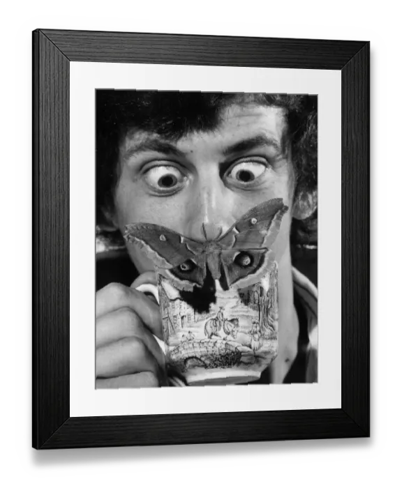 Framed Print : Insects Moths Oak Silk Moth An Oak Silk moth lands on the tea cup of Adrian Hoskins