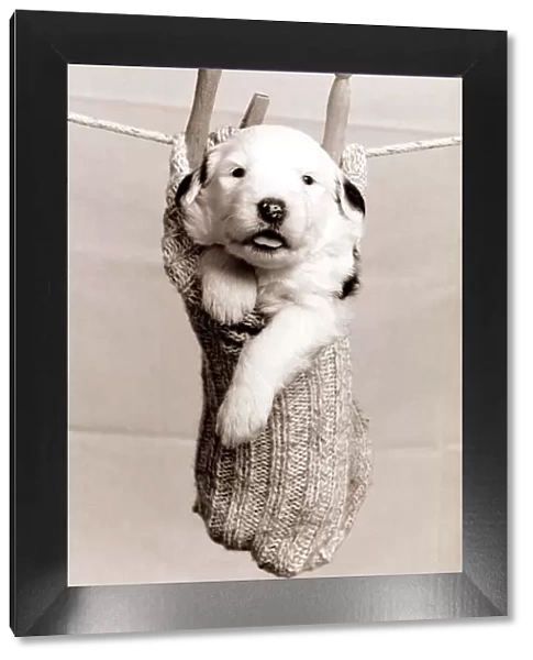 A small puppy in a sock hung up on a washing line with wooden clothes pegs circa