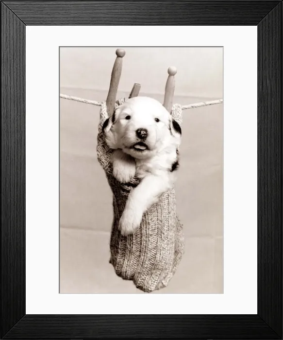 Framed Print : A small puppy in a sock hung up on a washing line with wooden clothes pegs circa Framed Print : A small puppy in a sock hung up on a washing line with wooden clothes pegs circa