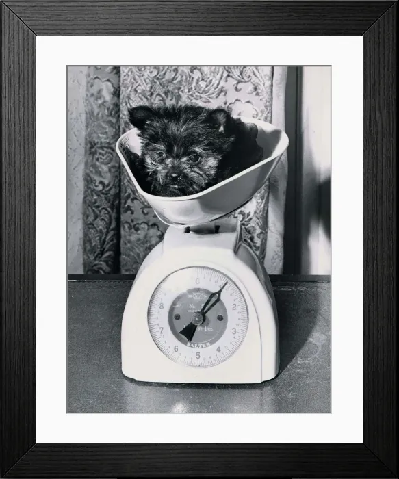 Framed Print : Two month old Yorkshire Terrier weighs in at only 1lbs. Dog standing on Kitchen Framed Print : Two month old Yorkshire Terrier weighs in at only 1lbs. Dog standing on Kitchen
