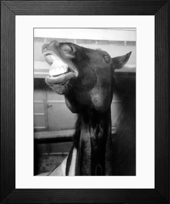 Framed Print : Foinavon the racehorse shows his delight after the resumption of horseracing after Framed Print : Foinavon the racehorse shows his delight after the resumption of horseracing after