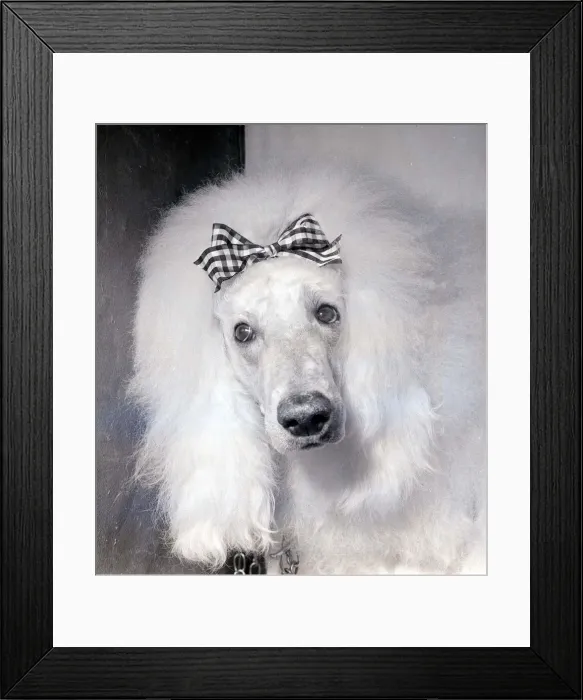 Framed Print : Dogs White Poodle with ribbon in it hair Framed Print : Dogs White Poodle with ribbon in it hair