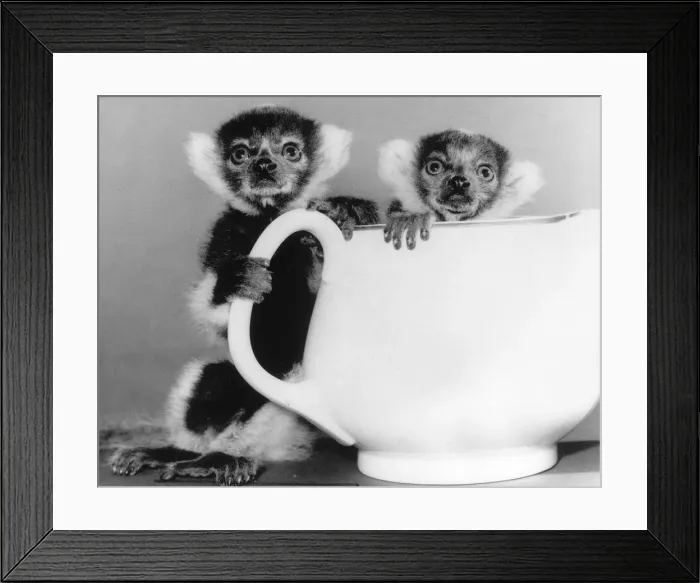 Framed Print : Animals Lemurs. Two week old Ruffled Lemursstand behind a tea pot at Howletts Zoo in Kent Framed Print : Animals Lemurs. Two week old Ruffled Lemursstand behind a tea pot at Howletts Zoo in Kent