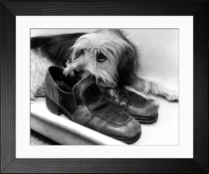 Framed Print : Animals Dogs October 1976 Bootsie was found alone at the charing cross station in Framed Print : Animals Dogs October 1976 Bootsie was found alone at the charing cross station in
