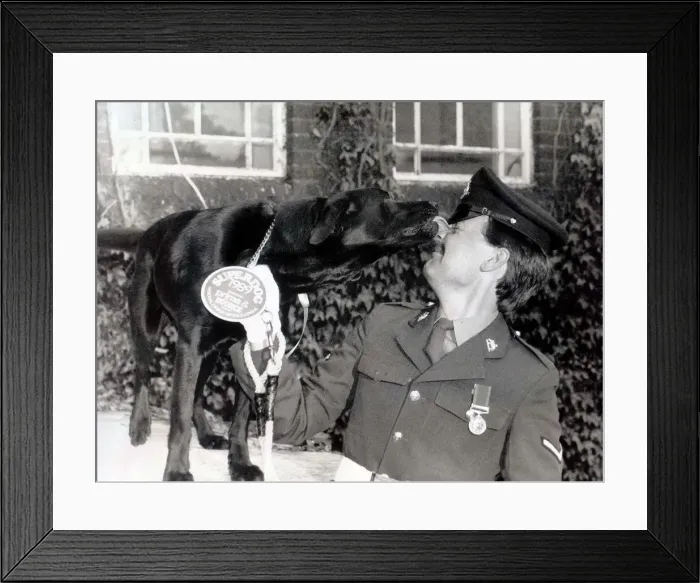 Framed Print : Ambrose a sniffer dog with the Arms and Explosives search unit in Londonderry