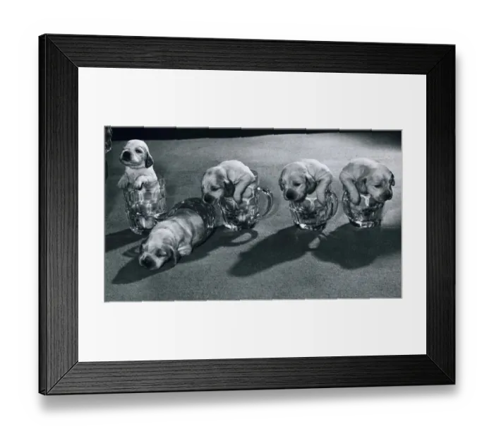Framed Print : Its tiring being pint sized puppies, so tiring one of them topples over in his sleep Framed Print : Its tiring being pint sized puppies, so tiring one of them topples over in his sleep