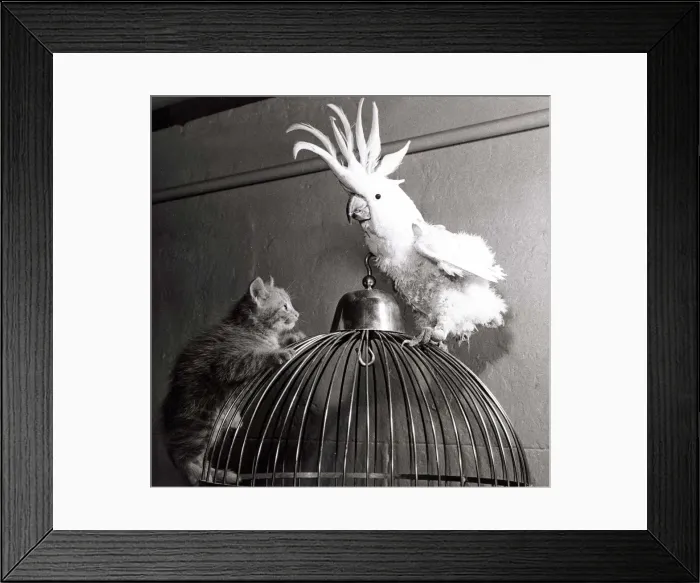 Framed Print : Ten-sing, a zoo kitten, has his first introduction to the animals at Belle Vue Zoo