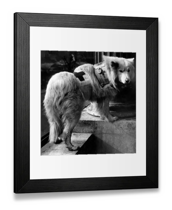 Framed Print : Kaifas, one of the dogs appearing in Tigers Club'at the Garrick Theatre Framed Print : Kaifas, one of the dogs appearing in Tigers Club'at the Garrick Theatre