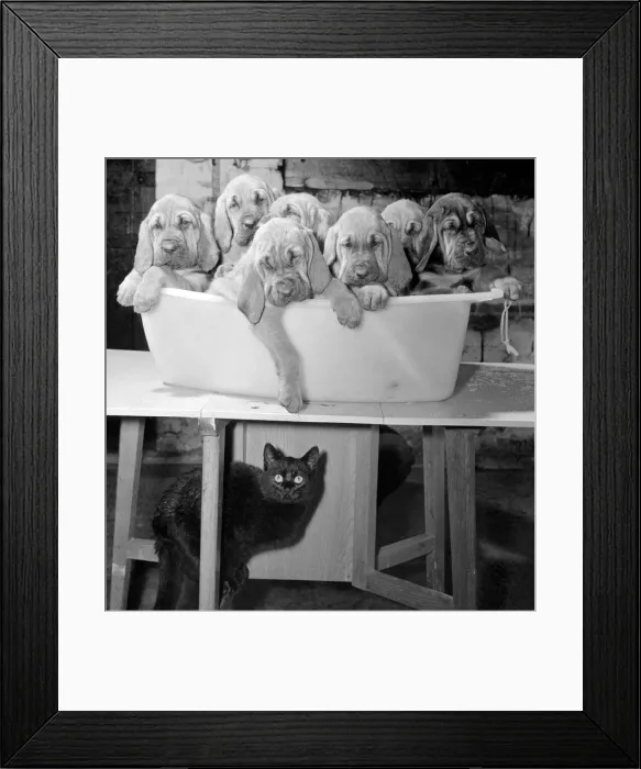 Framed Print : Topo the black cat hides under the table while Seven Bloodhound Puppies frolic in a Framed Print : Topo the black cat hides under the table while Seven Bloodhound Puppies frolic in a