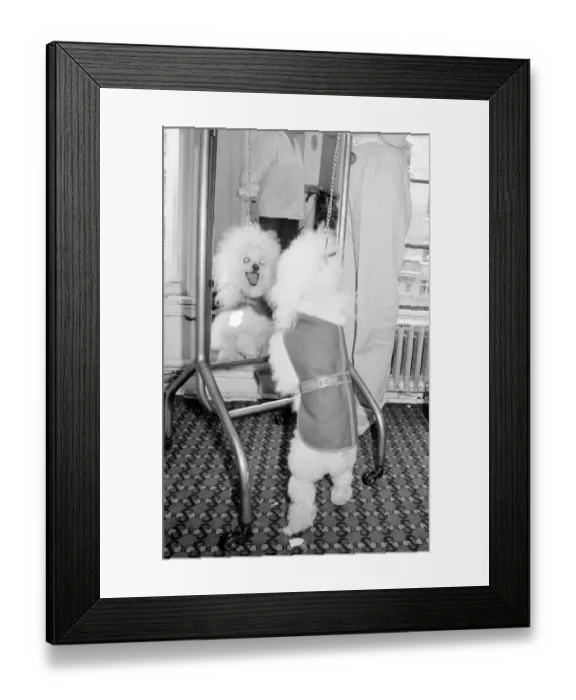 Framed Print : Mad lookig poodle taking part in a fashion show for dogs in London Gina Framed Print : Mad lookig poodle taking part in a fashion show for dogs in London Gina