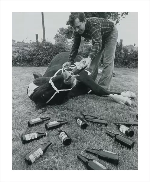 Colin Newlove of Selley Bridge farm in Low Marishes, feeds his bull Oxo with a bottle of